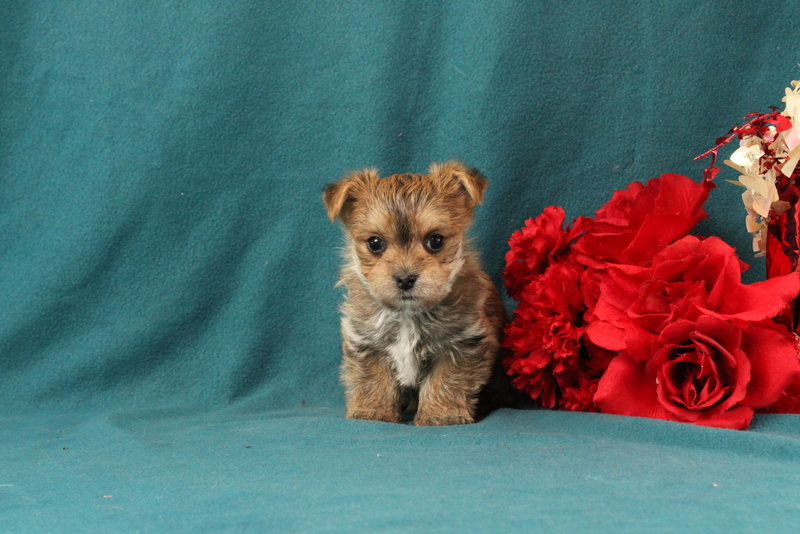 puppy, for, sale, Morkie, Matthew B. Stoltzfus, dog, breeder, Gap, PA, dog-breeder, puppy-for-sale, forsale, nearby, find, puppyfind, locator, puppylocator, aca